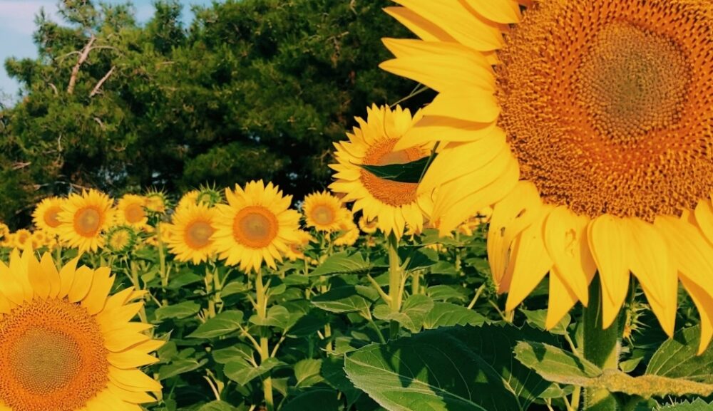 ピラティスの時間だけは確保したい！